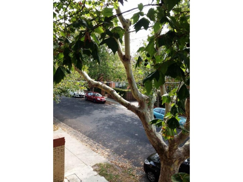 3/19  Pine Avenue, Elwood VIC 3184