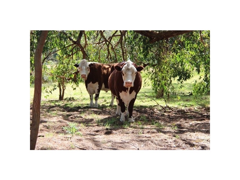 335 Myers Road, Merricks North VIC 3926