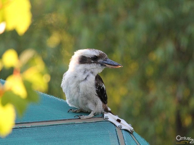 59 Basildon, Lesmurdie WA 6076