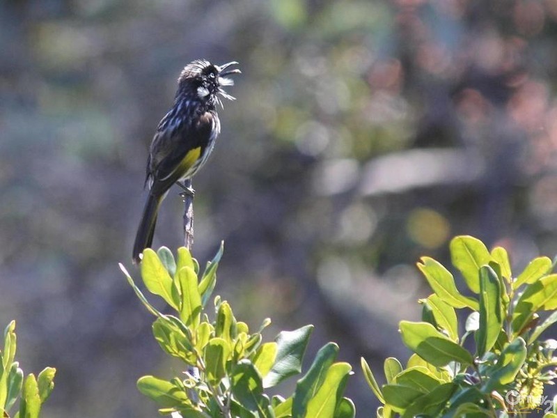 59 Basildon, Lesmurdie WA 6076