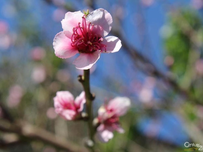 59 Basildon, Lesmurdie WA 6076