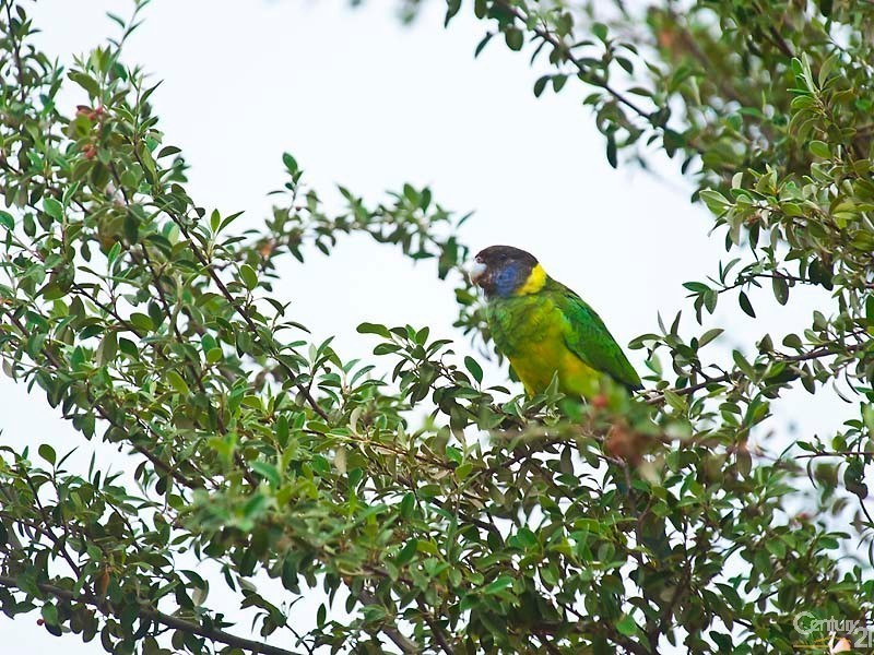 14 Mary Drive, Lesmurdie WA 6076