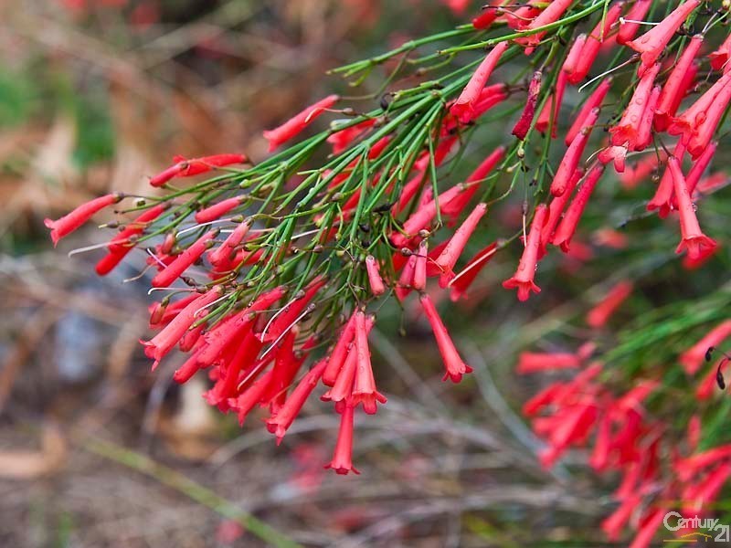 14 Mary Drive, Lesmurdie WA 6076