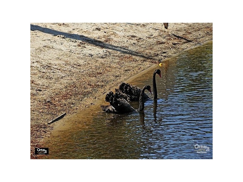 34 Santorini Turn, Ellenbrook WA 6069