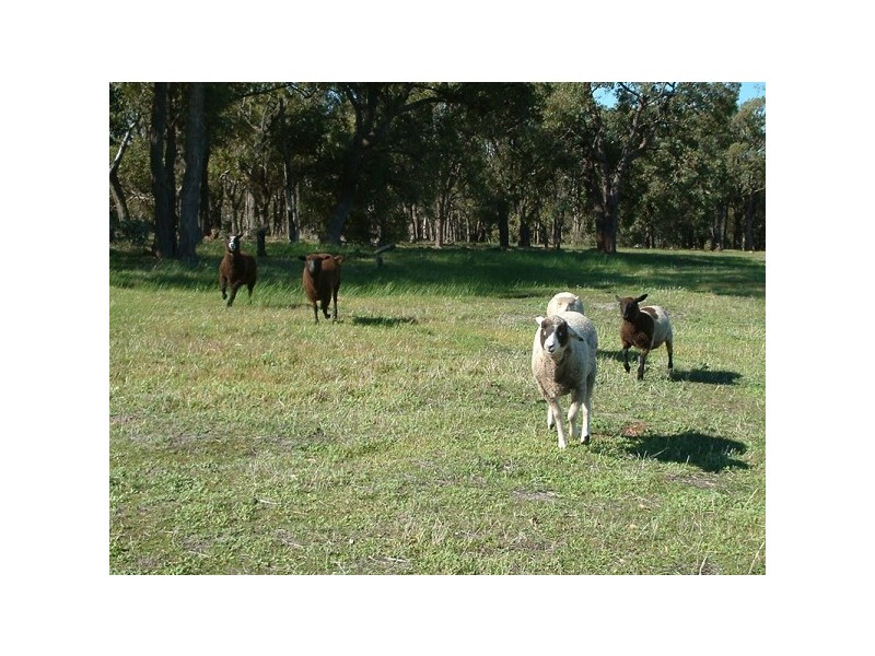 102 Ayrshire Loop, Lower Chittering WA 6084