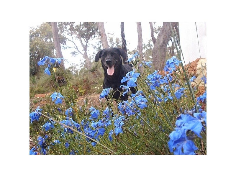 332 Powderbark Drive, Lower Chittering WA 6084