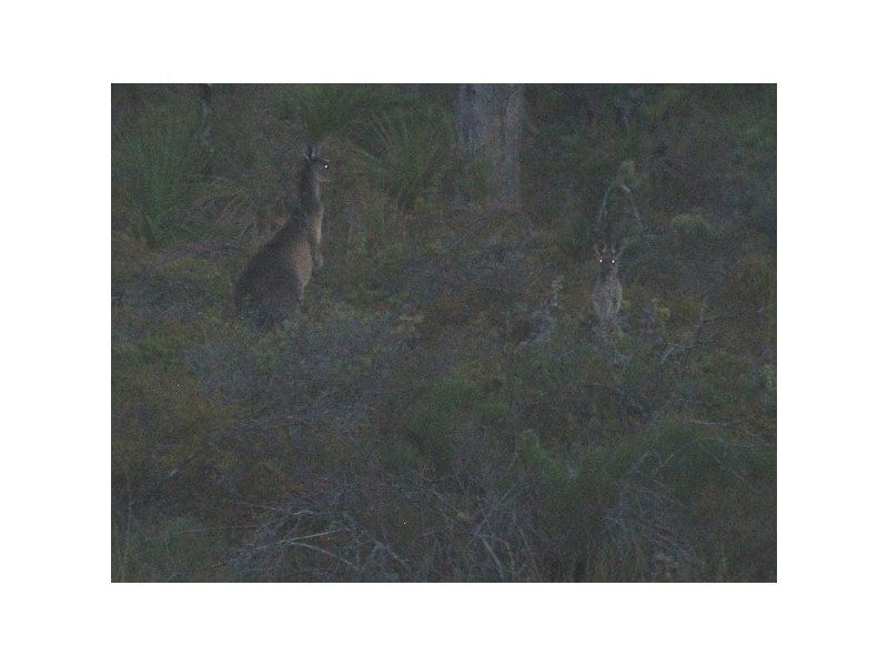 332 Powderbark Drive, Lower Chittering WA 6084