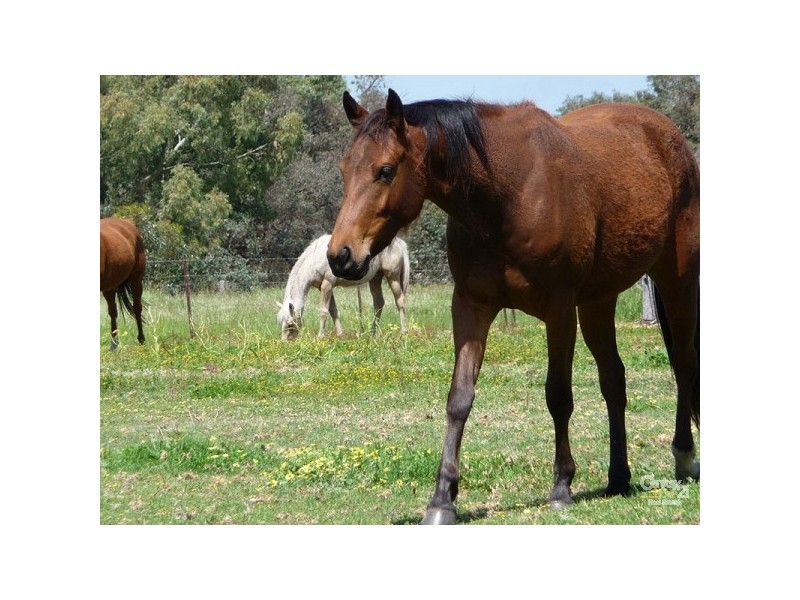 Lot 582 Archibald Street, Muchea WA 6501