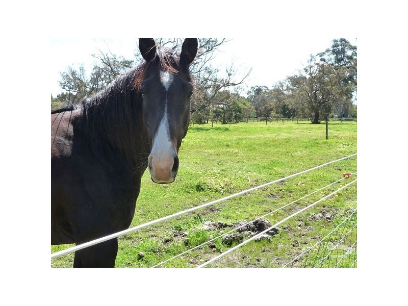 Lot 582 Archibald Street, Muchea WA 6501