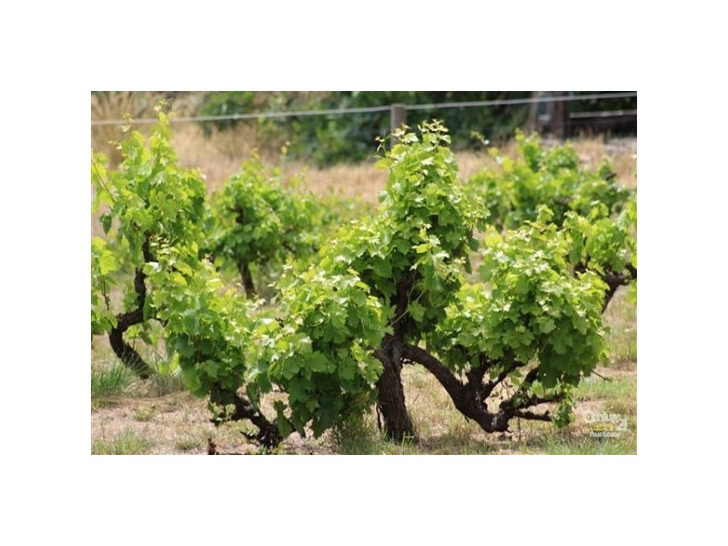 72 Kimberley Street, Bullsbrook WA 6084