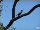 Lot 131 Kingfisher Crt, Bindoon WA 6502
