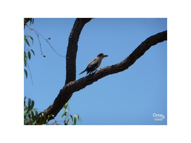 Lot 131 Kingfisher Crt, Bindoon WA 6502