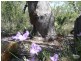 Lot 131 Kingfisher Crt, Bindoon WA 6502