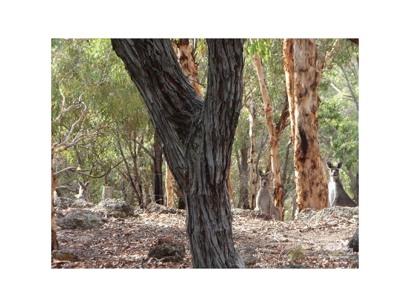 39 Lareema Drive, Bullsbrook WA 6084