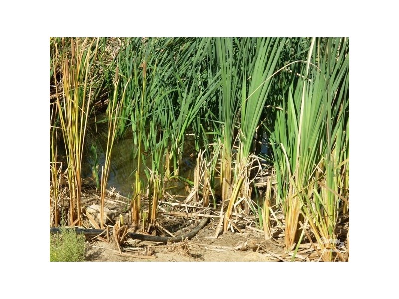 38 Shady Hills Vew, Bullsbrook WA 6084