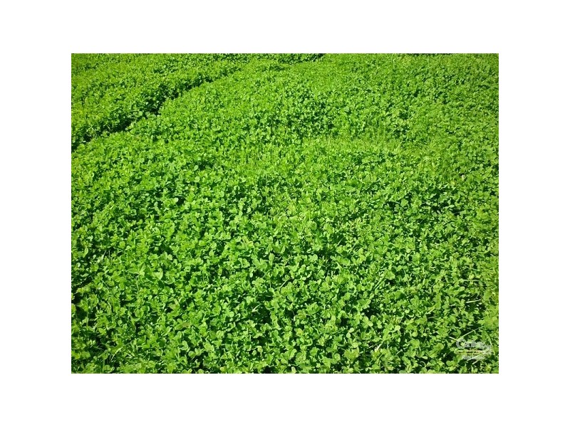 12 Wire Road, Gingin WA 6503