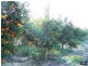 1358 Cowalla Road, Wanerie WA 6503