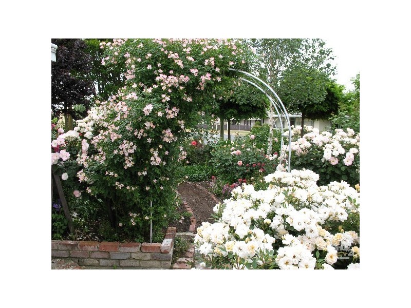 57 Venn Street, Collie WA 6225