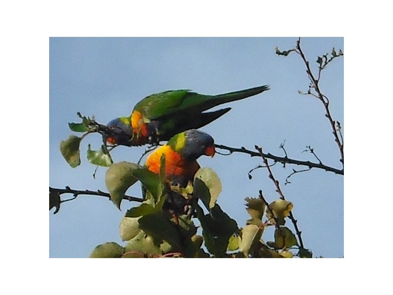 43 Evergreen Gardens, Carramar WA 6031