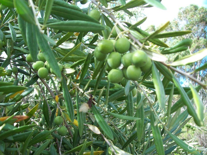 286 Newnham Road, Lake Clifton WA 6215