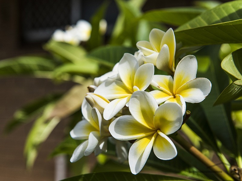 90 Morfitt Street, Mandurah WA 6210