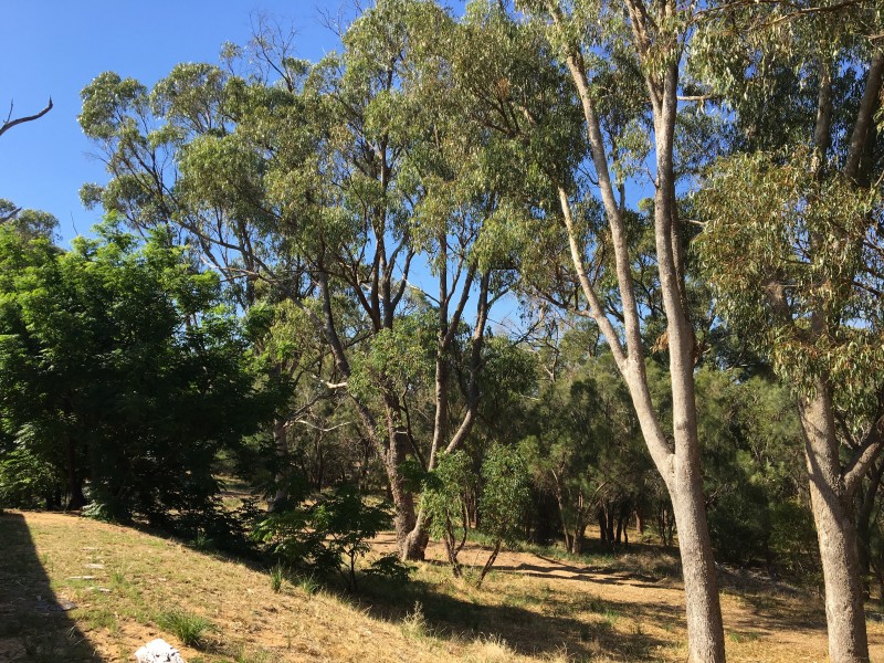 161 Mulga Drive, Parklands WA 6180
