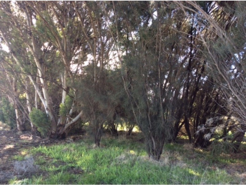 Lot 46 Wandering Drive, North Dandalup WA 6207