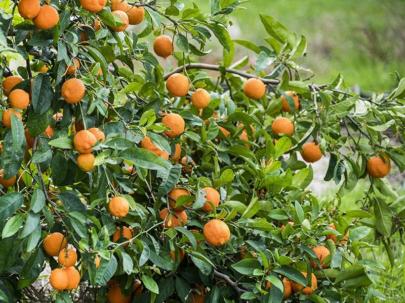 104 Red Road, Parklands WA 6180