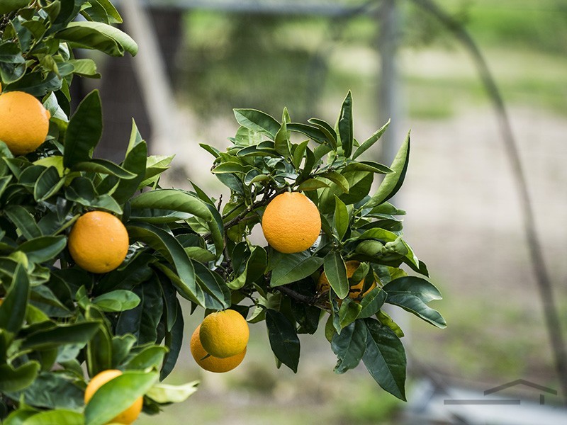 104 Red Road, Parklands WA 6180