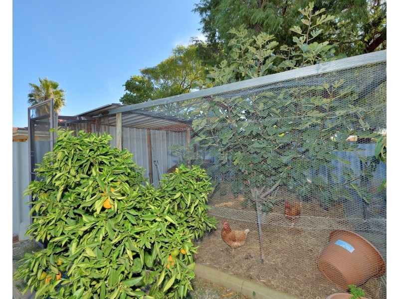 41 Peelwood Parade, Halls Head WA 6210