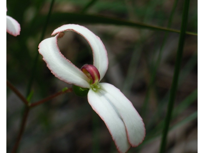 3 Powell Road, Barragup WA 6209