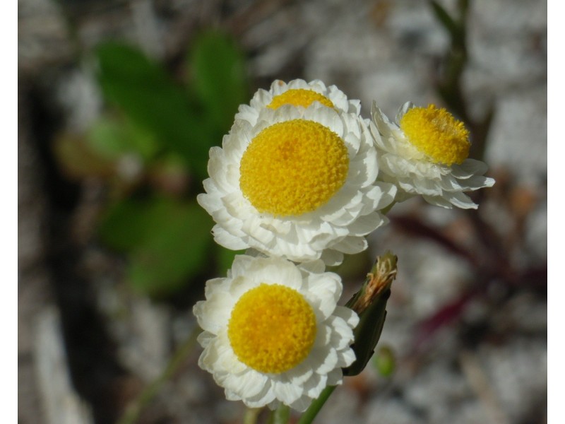 3 Powell Road, Barragup WA 6209