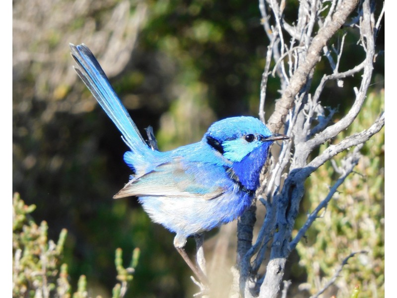 18 Peel Parade, Coodanup WA 6210