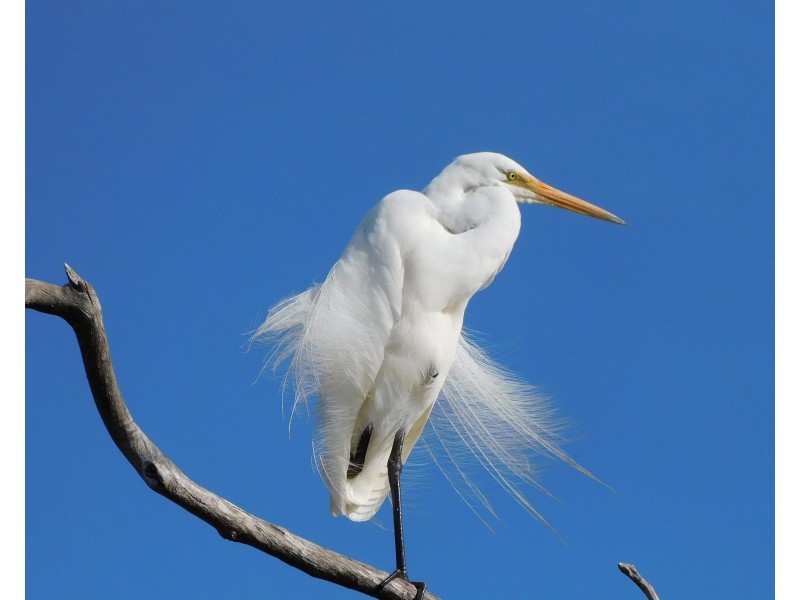 18 Peel Parade, Coodanup WA 6210