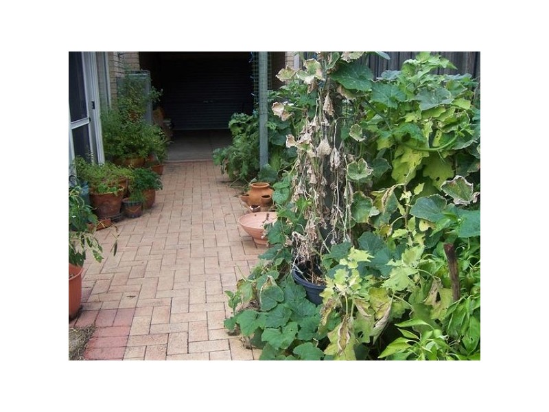 25 Lakefront Circle, The Vines WA 6069