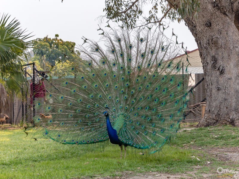 25 Dunnell Street, Maddington WA 6109