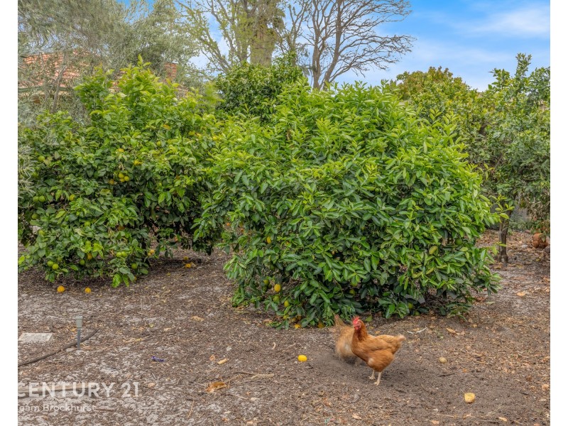 45 Martindale Ave, Thornlie WA 6108