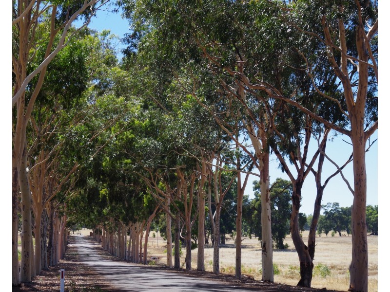 16 Cycad Crescent, Wundowie WA 6560