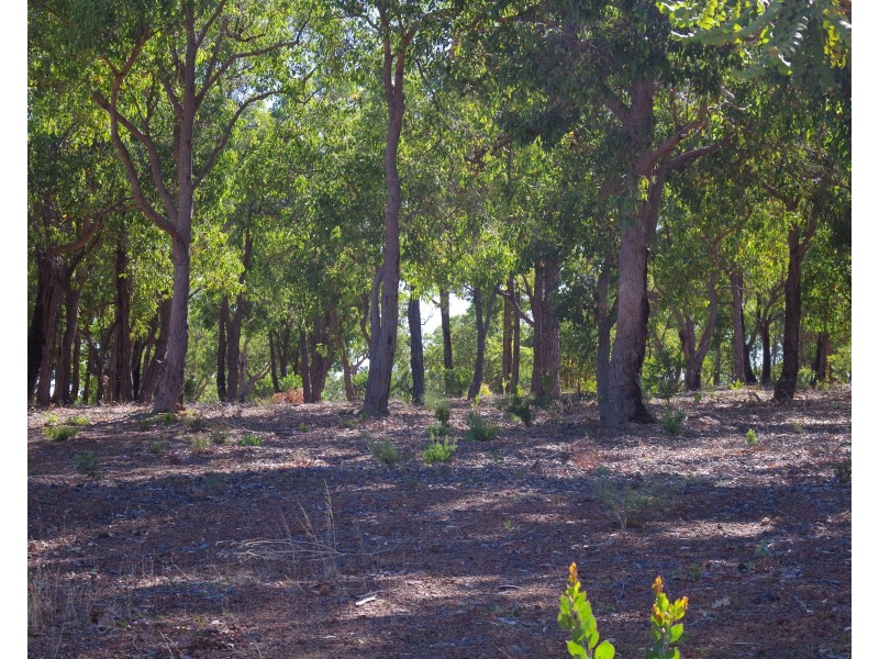16 Cycad Crescent, Wundowie WA 6560