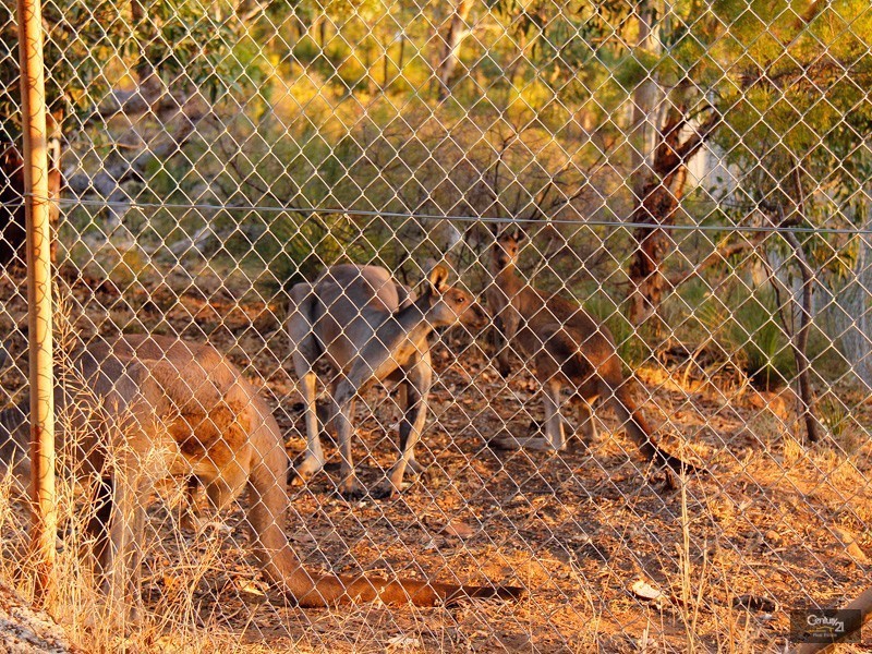 58  Carrick Road, Mount Richon WA 6112