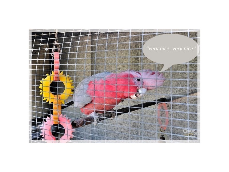 12 Chartwell Place, Leeming WA 6149