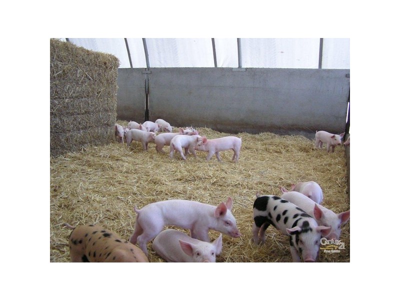 93 Alexander Road, Cookernup WA 6220