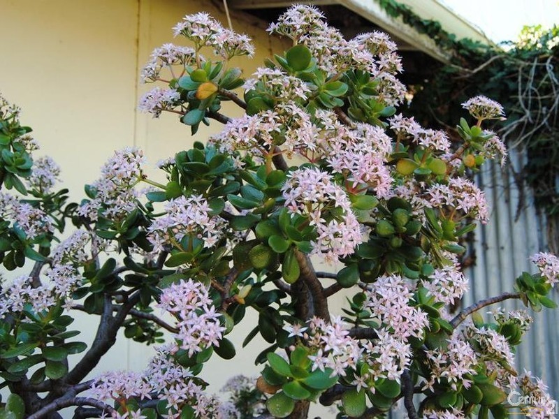 13 Hester Road, Harvey WA 6220