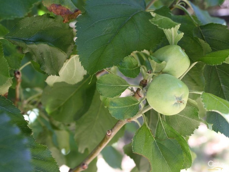 41 Hampstead Street, Gelorup WA 6230