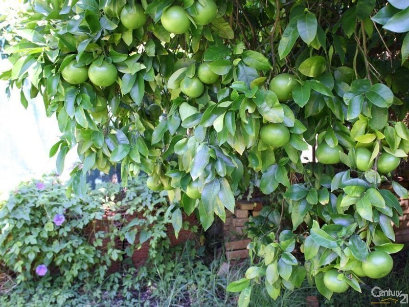 41 Hampstead Street, Gelorup WA 6230