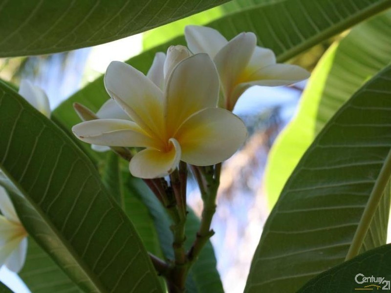 41 Hampstead Street, Gelorup WA 6230