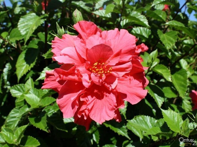 41 Hampstead Street, Gelorup WA 6230