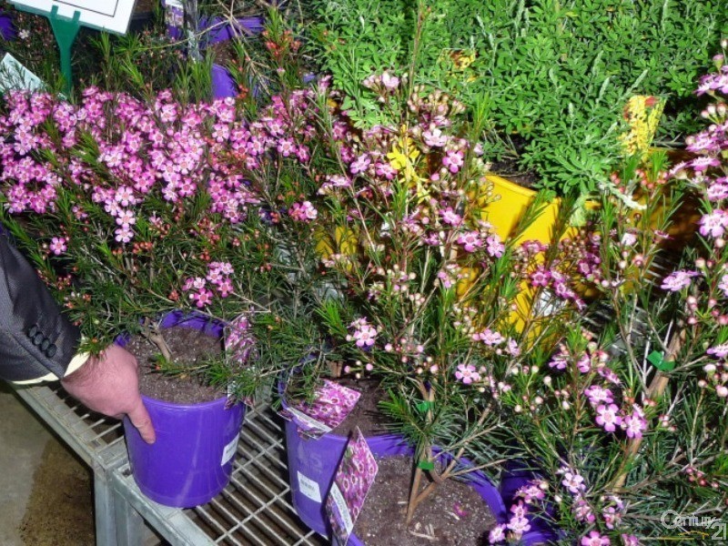 113 Strickland Street, East Bunbury WA 6230