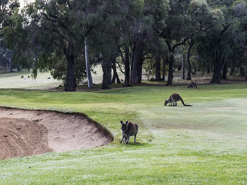 46 Mayne Way, Australind WA 6233