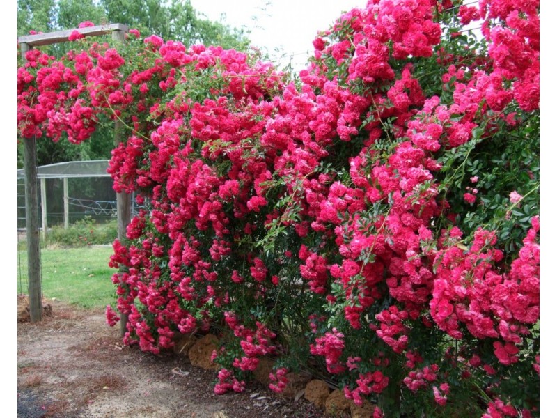 69 Roberts Road, Carlotta WA 6275